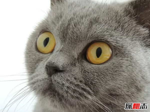 世界上10大最好看的貓品種 暹羅貓/玩具虎貓榜上有名