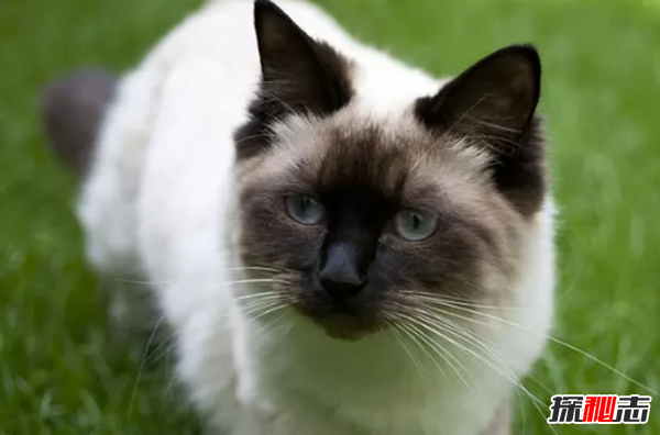 世界上10大最好看的貓品種 暹羅貓/玩具虎貓榜上有名