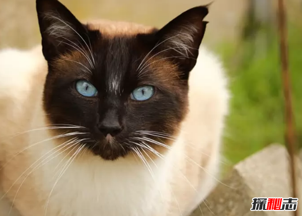 世界上10大最好看的貓品種 暹羅貓/玩具虎貓榜上有名