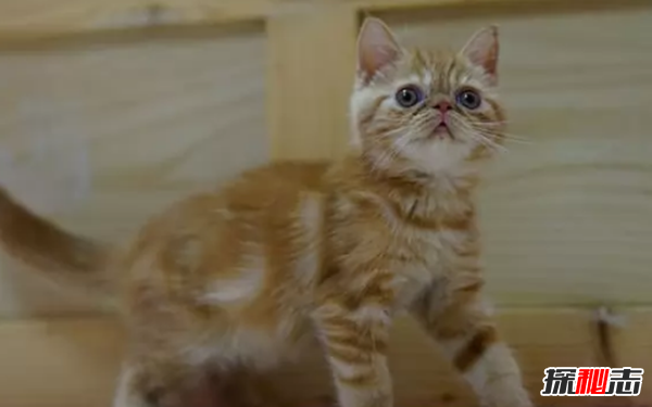 世界上10大最好看的貓品種 暹羅貓/玩具虎貓榜上有名