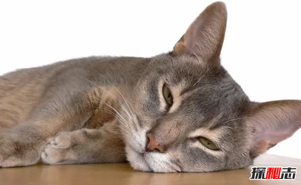 世界上10大最好看的貓品種 暹羅貓/玩具虎貓榜上有名