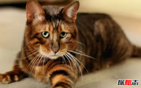 世界上10大最好看的貓品種 暹羅貓/玩具虎貓榜上有名