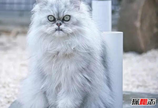 世界上10大最好看的貓品種 暹羅貓/玩具虎貓榜上有名