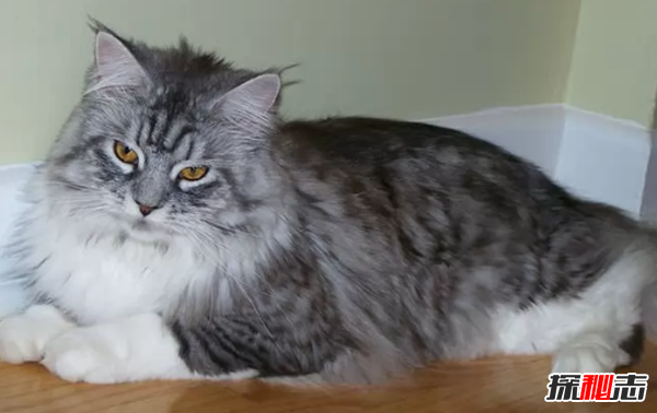 世界上10大最好看的貓品種 暹羅貓/玩具虎貓榜上有名世界上10大最好看的貓品種 暹羅貓/玩具虎貓榜上有名