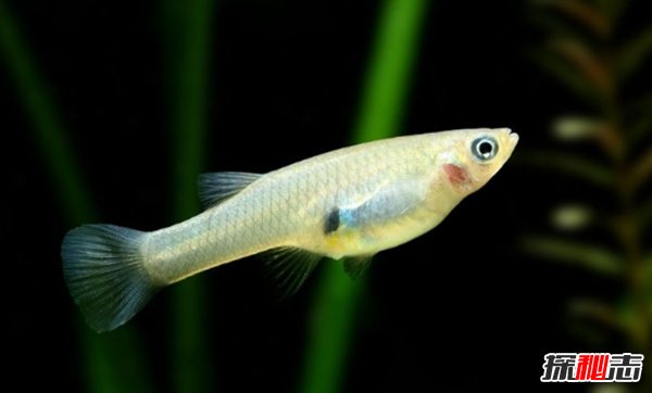 世界最具侵略性的10種魚(yú)類(lèi) 食蚊魚(yú)/大口黑鱸榜上有名