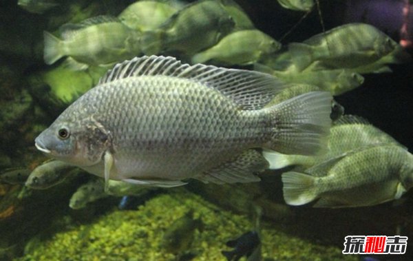 世界最具侵略性的10種魚(yú)類(lèi) 食蚊魚(yú)/大口黑鱸榜上有名