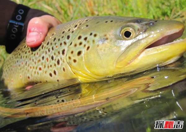 世界最具侵略性的10種魚(yú)類(lèi) 食蚊魚(yú)/大口黑鱸榜上有名