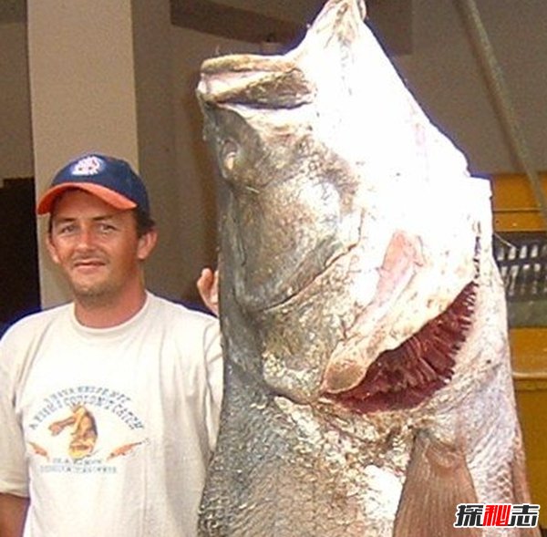 世界最具侵略性的10種魚(yú)類(lèi) 食蚊魚(yú)/大口黑鱸榜上有名