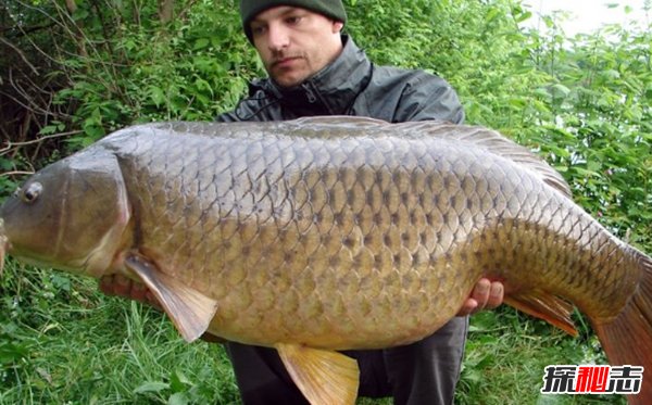 世界最具侵略性的10種魚(yú)類(lèi) 食蚊魚(yú)/大口黑鱸榜上有名