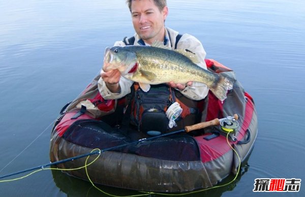 世界最具侵略性的10種魚(yú)類(lèi) 食蚊魚(yú)/大口黑鱸榜上有名