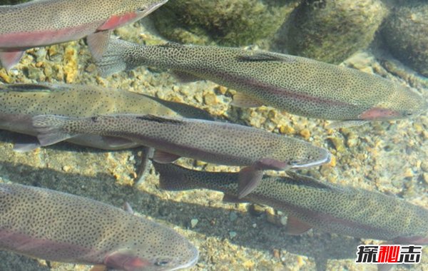 世界最具侵略性的10種魚(yú)類(lèi) 食蚊魚(yú)/大口黑鱸榜上有名