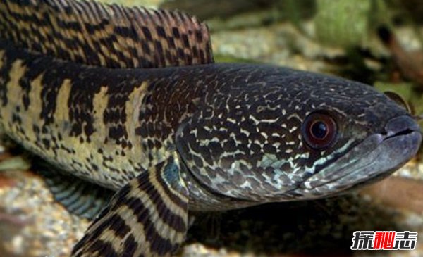 世界最具侵略性的10種魚(yú)類(lèi) 食蚊魚(yú)/大口黑鱸榜上有名