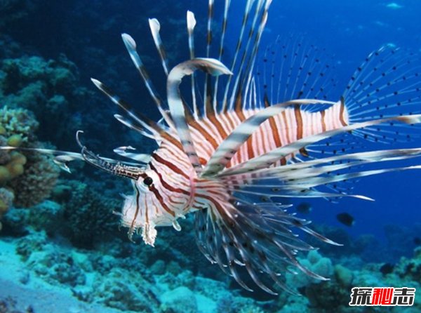 世界最具侵略性的10種魚(yú)類(lèi) 食蚊魚(yú)/大口黑鱸榜上有名