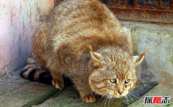 亞洲十大最神秘的貓科動(dòng)物 亞洲金貓/兔猻榜上有名