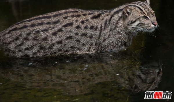 亞洲十大最神秘的貓科動(dòng)物 亞洲金貓/兔猻榜上有名