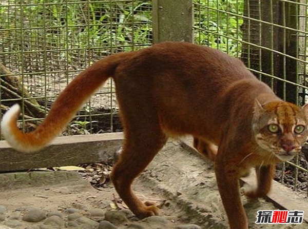 亞洲十大最神秘的貓科動(dòng)物 亞洲金貓/兔猻榜上有名