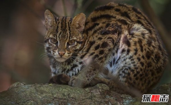 亞洲十大最神秘的貓科動(dòng)物 亞洲金貓/兔猻榜上有名