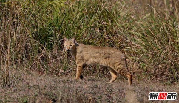 亞洲十大最神秘的貓科動(dòng)物 亞洲金貓/兔猻榜上有名