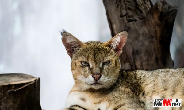 亞洲十大最神秘的貓科動(dòng)物 亞洲金貓/兔猻榜上有名