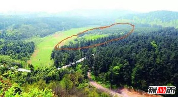 1994年貴陽(yáng)空中怪車(chē)事件真相，外星人造訪(fǎng)都溪林場(chǎng)(400畝松樹(shù)被攔腰切斷)