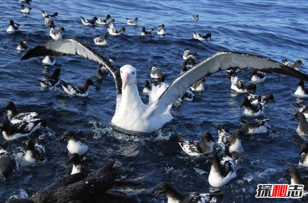 10種鮮為人知的大動(dòng)物 第八極會(huì )偽裝,第九終極殺人機器