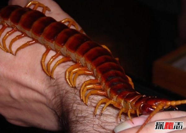 10種鮮為人知的大動(dòng)物 第八極會(huì )偽裝,第九終極殺人機器