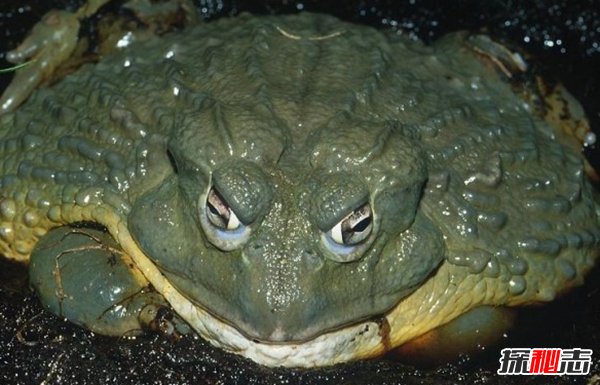 10種鮮為人知的大動(dòng)物 第八極會(huì )偽裝,第九終極殺人機器