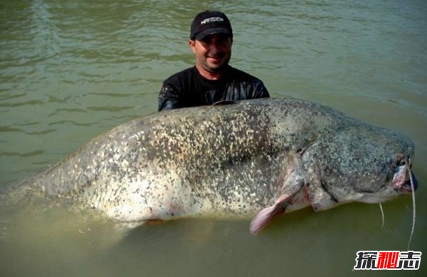 10種鮮為人知的大動(dòng)物 第八極會(huì )偽裝,第九終極殺人機器