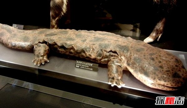 10種鮮為人知的大動(dòng)物 第八極會(huì )偽裝,第九終極殺人機器