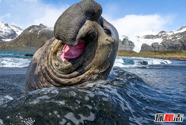 10種鮮為人知的大動(dòng)物 第八極會(huì )偽裝,第九終極殺人機器