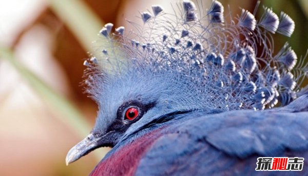 10種鮮為人知的大動(dòng)物 第八極會(huì )偽裝,第九終極殺人機器