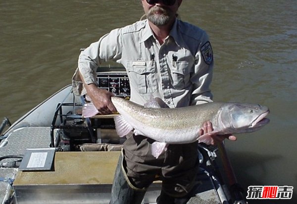 10種鮮為人知的大動(dòng)物 第八極會(huì )偽裝,第九終極殺人機器