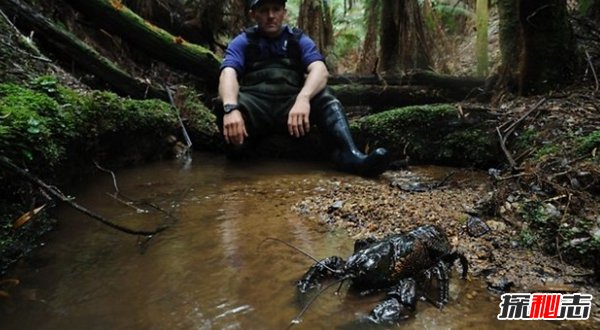 10種鮮為人知的大動(dòng)物 第八極會(huì )偽裝,第九終極殺人機器