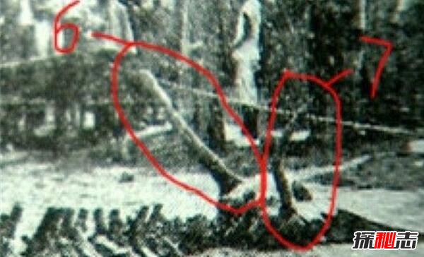 1934年遼寧營(yíng)口墜龍事件是真的嗎，龍骨證據竟被日本人盜走