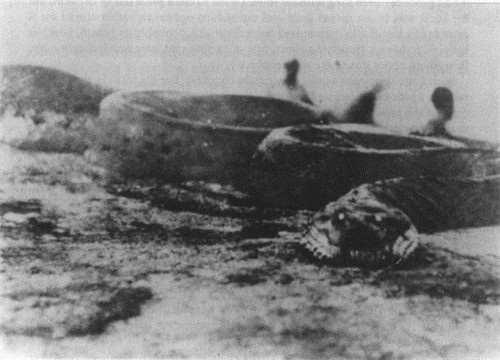 1936年江蘇射陽(yáng)發(fā)現巨蛇 昂起頭比電線(xiàn)桿子還高