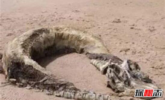 1944年松花江墜龍事件，漁民親眼目睹黑龍墜落沙灘(身長(cháng)20米)