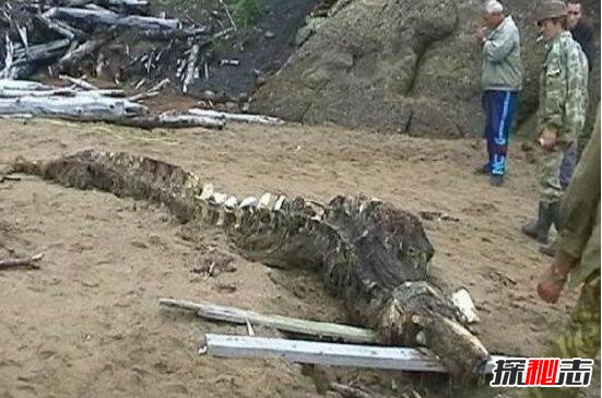 1944年松花江墜龍事件，漁民親眼目睹黑龍墜落沙灘(身長(cháng)20米)