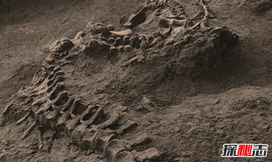 1944年松花江墜龍事件，漁民親眼目睹黑龍墜落沙灘(身長(cháng)20米)