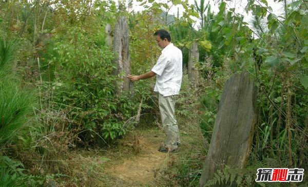 1994年貴陽(yáng)空中怪車(chē)事件真相，外星人造訪(fǎng)都溪林場(chǎng)(400畝松樹(shù)被攔腰切斷)