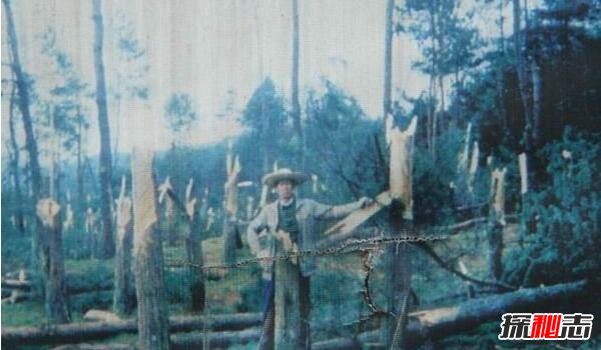 1994年貴陽(yáng)空中怪車(chē)事件真相，外星人造訪(fǎng)都溪林場(chǎng)(400畝松樹(shù)被攔腰切斷)