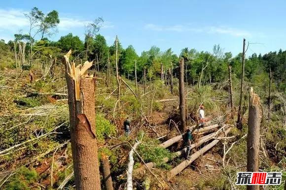 1994年貴陽(yáng)空中怪車(chē)事件真相，外星人造訪(fǎng)都溪林場(chǎng)(400畝松樹(shù)被攔腰切斷)