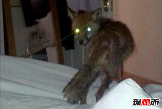 1981年香港狐仙事件是真的嗎，香港狐仙殺人真實(shí)事件揭秘