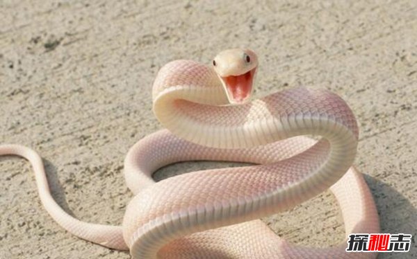 1998年黃河怪事蛇女,包工頭殺掉白蛇工人全部自殺