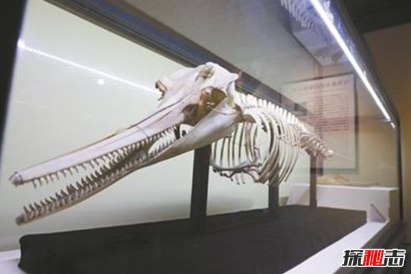 2018白鰭豚又發(fā)現了