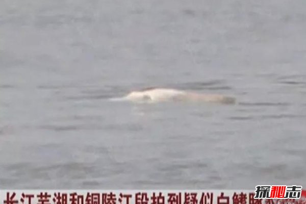 2018白鰭豚又發(fā)現了