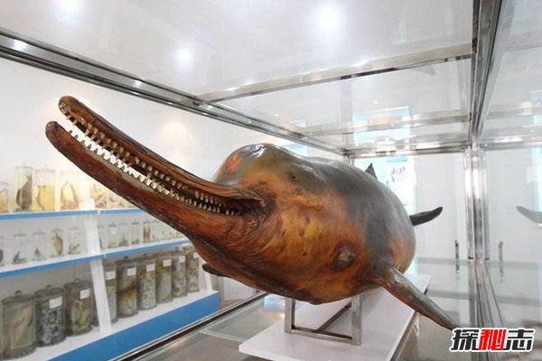 2018白鰭豚又發(fā)現了