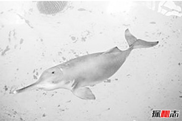 2018白鰭豚又發(fā)現了