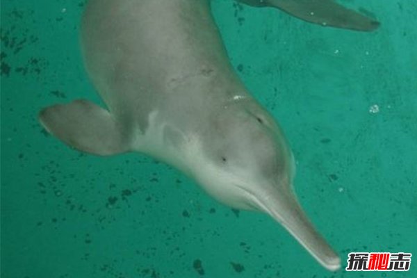 2018白鰭豚又發(fā)現了