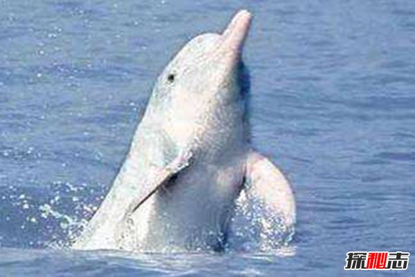 2018白鰭豚又發(fā)現了