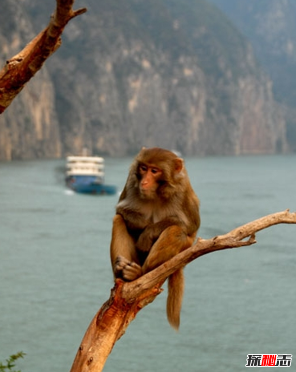 三峽中猿鳴的作用?揭三峽猿啼之謎